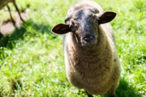 Schaf mit dunklem Kopf und dichter Wolle auf der Vereinswiese
