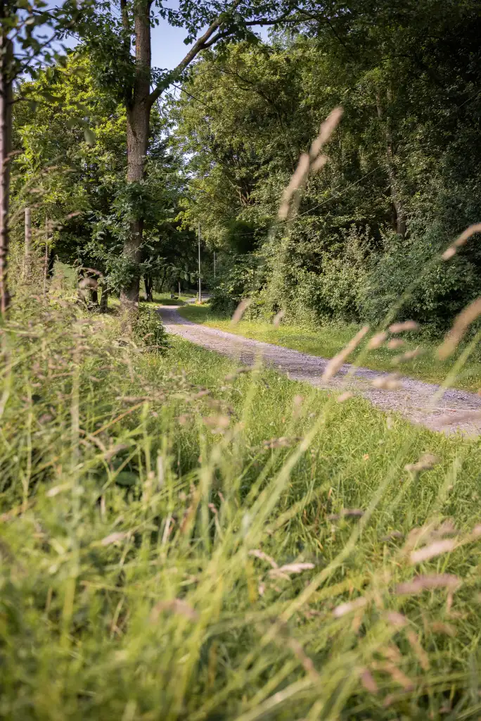 Schmaler Feldweg zwischen hohen Bäumen und Gräsern auf dem Vereinsgelände