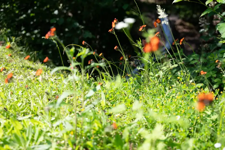 Orangerote Wiesenblumen im Gegenlicht auf der Vereinswiese